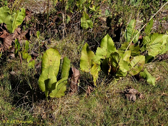 {Silphium terebinthinaceum}